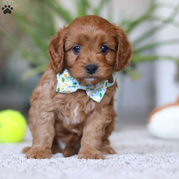 Zachary, Cavapoo Puppy